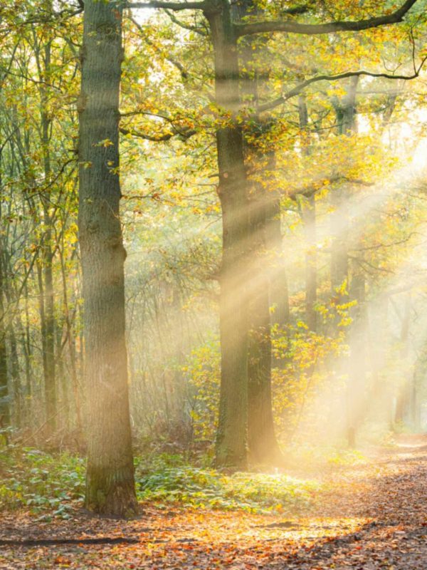 jpeg-optimizer_Agenda-Wandelroutes-Asserbos_foto1-CHECKEN-NEWSROOMMJJ-20211028-Assen-53-kopie-scaled